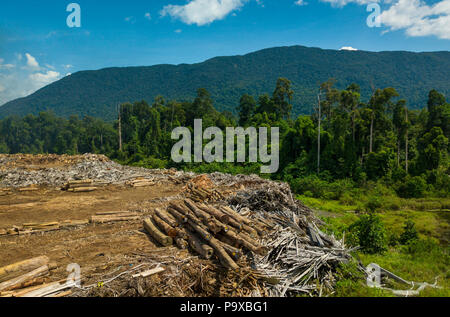 De bois à un chantier d'exploitation commerciale du bois près de Tongod à Sabah, Malaisie, (Bornéo), avec les forêts tropicales et les montagnes en arrière-plan. Banque D'Images