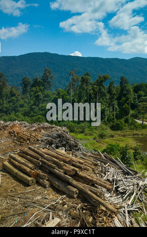 De bois à un chantier d'exploitation commerciale du bois près de Tongod à Sabah, Malaisie, (Bornéo), avec les forêts tropicales et les montagnes en arrière-plan. Banque D'Images