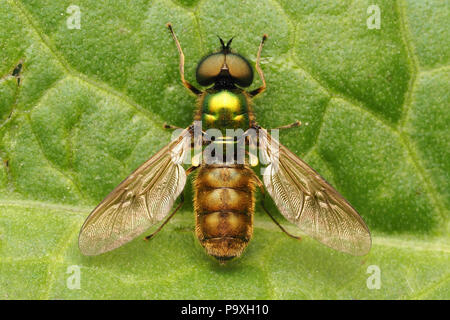 Chloromyia formosa mâle mouche soldat vue dorsale du spécimen sur dock feuille. Tipperary, Irlande Banque D'Images