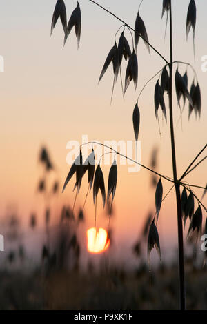 Avena sativa. L'avoine. La récolte de céréales d'avoine dans un champ au lever du soleil. Silhouette. L'Oxfordshire, UK Banque D'Images