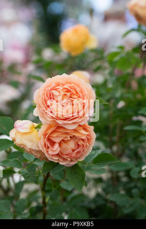 Rosa 'Lady of shalott'. Rosier anglais arbustif Banque D'Images