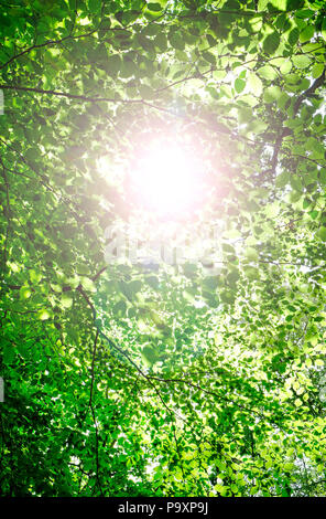 La lumière du soleil qui brillait à travers les feuilles des arbres verts dans les bois, Norfolk, Angleterre Banque D'Images