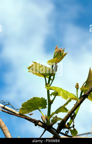 Jeunes pousses et les feuilles de vigne dans le jardin, close-up contre le ciel Banque D'Images