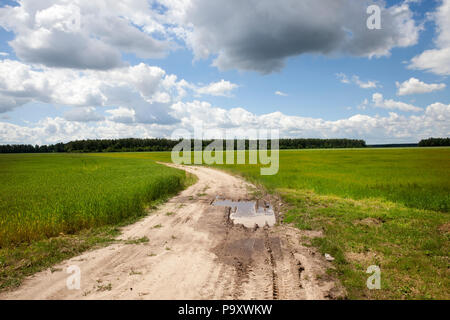 Un chemin rural avec les noyaux et les flaques, à travers un champ agricole avec la végétation, un paysage d'été Banque D'Images