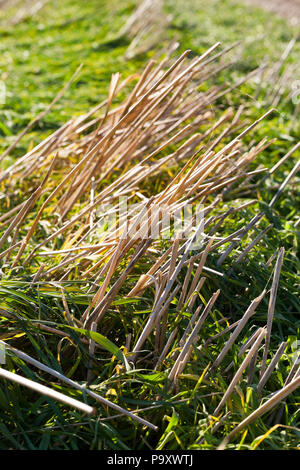Nouvelles pousses de blé germé sur le terrain, là où le chaume n'étaient pas déneigés de la vieille culture de céréales, gros plan Banque D'Images