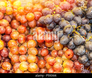 Le raisin fraîchement cueilli de vigne. Image Banque D'Images
