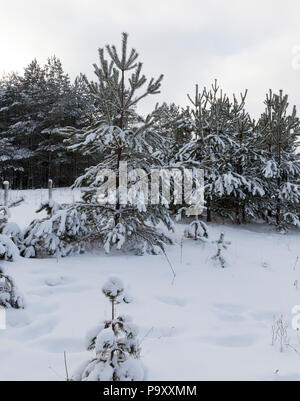 Temps nuageux dans la saison d'hiver, au bord de la forêt de jeunes sapins couverts de neige blanche neige profonde, et sur le terrain Banque D'Images