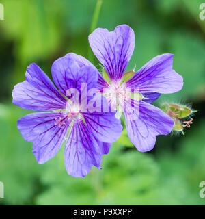 Un plan macro sur un violet / bleu fleur de géranium vivace. Banque D'Images