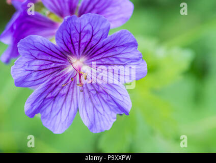 Un plan macro sur un violet / bleu fleur de géranium vivace. Banque D'Images