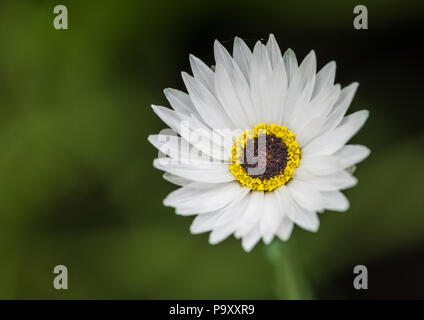 Une macro shot of an everlasting daisy bloom. Banque D'Images