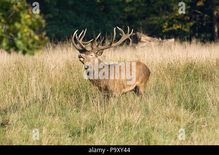 Cerf élaphe - flehmen - 18 cors - Red Deer - 18 pronger - Cervus elaphus Banque D'Images
