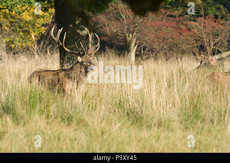 Cerf élaphe - 18 cors - Red Deer - 18 pronger - Cervus elaphus Banque D'Images