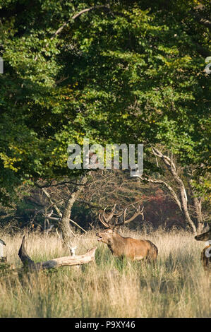 Cerf élaphe - 18 cors - Red Deer - 18 pronger - Cervus elaphus Banque D'Images