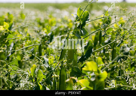 Un domaine de l'agriculture dont les pois verts sont cultivées, pendant la floraison et l'apparition de la première gousse, un gros plan dans l'été Banque D'Images