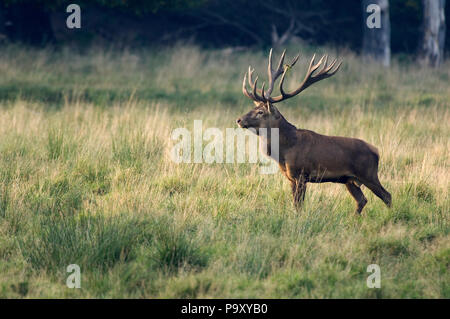 Cerf élaphe - 18 cors - Red Deer - 18 pronger - Cervus elaphus Banque D'Images