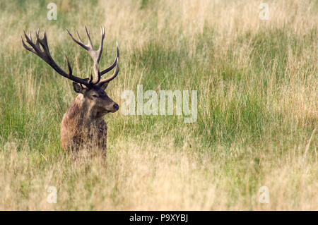 Cerf élaphe - 18 cors - Red Deer - 18 pronger - Cervus elaphus Banque D'Images
