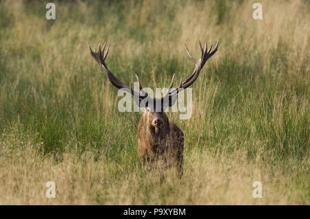 Cerf élaphe - 18 cors - Red Deer - 18 pronger - Cervus elaphus Banque D'Images