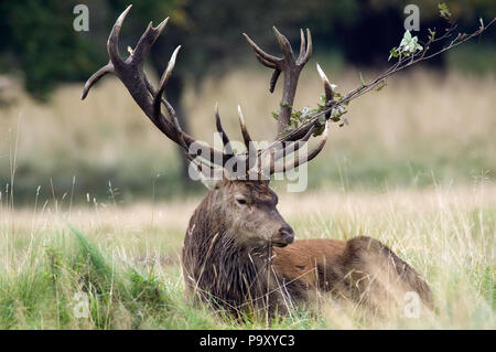 Cerf élaphe - 18 cors - Red Deer - 18 pronger - Cervus elaphus Banque D'Images