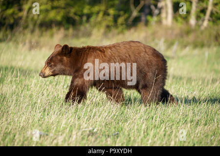 Grizzli dans beaucoup de Glacier, Glacier National Park dans le Montana Banque D'Images