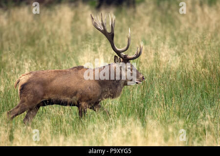 Cerf élaphe - 18 cors - Red Deer - 18 pronger - Cervus elaphus Banque D'Images