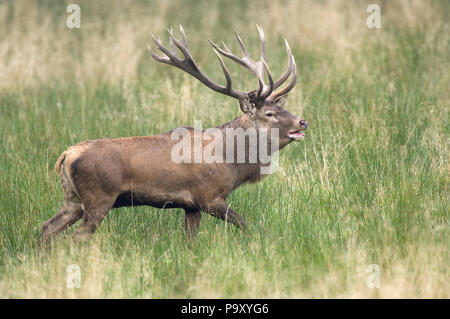 Cerf élaphe - 18 cors - Red Deer - 18 pronger - Cervus elaphus Banque D'Images