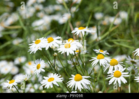Beau blanc fleurs de camomille utilisée dans des activités médicales, printemps nature Banque D'Images