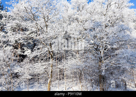 Branches couvertes de neige frosty d'arbres à feuilles caduques dans la saison d'hiver, beau temps dans une froide journée d'hiver ensoleillée, Banque D'Images