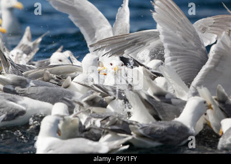 Bird Feeding Frenzy - Chiswell Islands, Alaska Banque D'Images