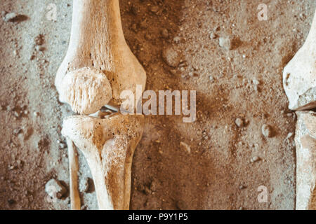 Des fouilles archéologiques et trouve des ossements d'un squelette dans une sépulture humaine , un détail de l'ancienne recherche, la préhistoire. Banque D'Images
