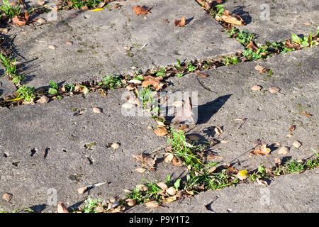 Vieux morceaux de béton de la route qui a fait dans le parc, d'herbes, d'un close-up de l'ancienne infrastructure de s'effondrer dans la saison d'automne avec laisser tombé Banque D'Images