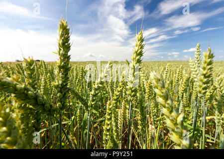 Les épis de blé vert sur un champ au printemps ou en été, avant la maturation et pas prêt pour la récolte des céréales, libre contre un ciel bleu Banque D'Images