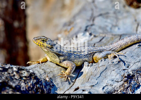 Le lézard curly nord basking sous le soleil l'après-midi. Banque D'Images