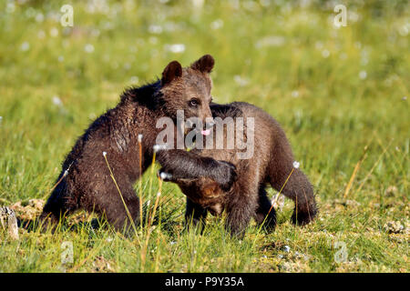 Brown bear cubs jouent à la marais. Banque D'Images