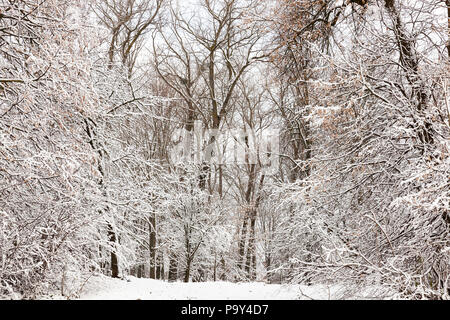 Les branches d'arbres et arbustes dans la saison d'hiver dans le parc de la ville. Les arbres sont feuillage sec. La terre est couverte de neige. Banque D'Images