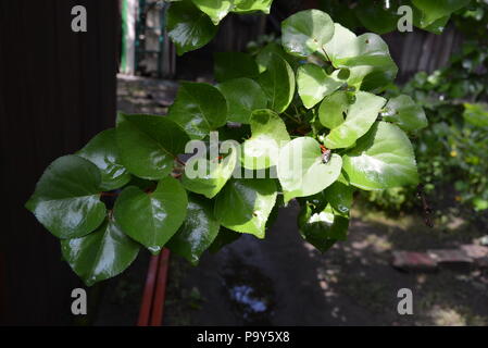 Feuilles vertes d'un arbre d'abricot en conserve dans la rue, branche d'abricot. Banque D'Images