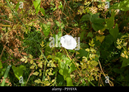 Calystegia sepium liseron des champs de couverture, fleur Banque D'Images