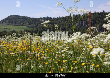 La belle campagne dans Saulcy, Jura, Franches-montagnes, Suisse Banque D'Images