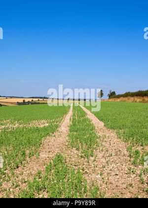 Une récolte de pois vert sur sol calcaire avec traces en perspective dans un champ près de Thixendale des hautes terres dans le Yorkshire Wolds sous un ciel bleu en été Banque D'Images