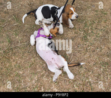 Deux chiots basset hound en laisse. Banque D'Images