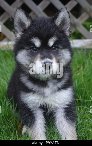 Assis alusky puppy dog c'est à peu près deux mois. Banque D'Images