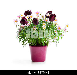 Pink daisies marguerite avec tulipes noir nain en pot de fleur isolated on white Banque D'Images