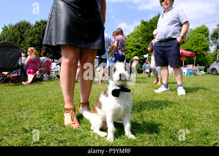 East Preston, West Sussex, UK. Bien habillé Jack Russell chien posant pour l'appareil photo au village Dog Show Banque D'Images