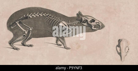 [Die vergleichende Osteologie / Bonn:dans la bei Eduard Weber,1821-1838. http://biodiversitylibrary.org/page/40170482 532 die vergleichende Osteologie (1821) Cavia aperea Banque D'Images