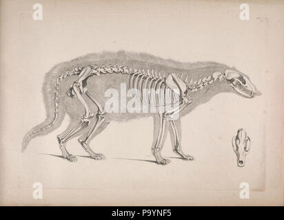 [Die vergleichende Osteologie / Bonn:dans la bei Eduard Weber,1821-1838. http://biodiversitylibrary.org/page/40170388 532 die vergleichende Osteologie (1821) Civettictis civetta Banque D'Images