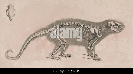 [Die vergleichende Osteologie / Bonn:dans la bei Eduard Weber,1821-1838. http://biodiversitylibrary.org/page/40170486 532 die vergleichende Osteologie (1821) Coendou prehensilis Banque D'Images