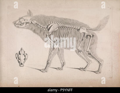 [Die vergleichende Osteologie / Bonn:dans la bei Eduard Weber,1821-1838. http://biodiversitylibrary.org/page/40170384 532 die vergleichende Osteologie (1821) Hyaena hyaena Banque D'Images