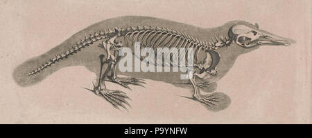 [Die vergleichende Osteologie / Bonn:dans la bei Eduard Weber,1821-1838. http://biodiversitylibrary.org/page/40170544 532 die vergleichende Osteologie (1821) Ornithorhyncus anatinus Banque D'Images