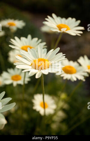 Ox Eye Daisies Banque D'Images