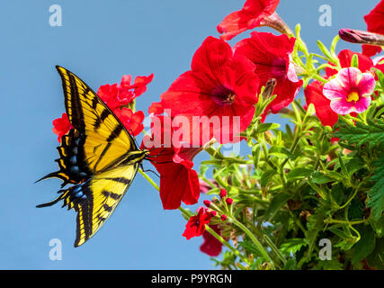 Grand Monarque ; jaune ; Monarque Danaus plexippus ; papillon ; asclépiade pollinisant les fleurs de jardin Banque D'Images