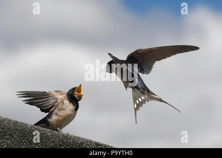 Bebe Hirondelle Mendier De La Nourriture Vancouver Colombie Britannique Photo Stock Alamy